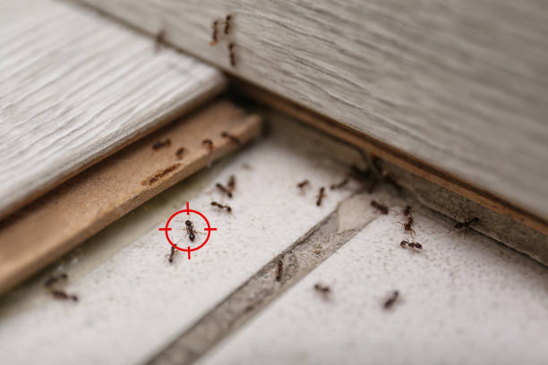 Professional Pest Control in Cumberland Center, ME