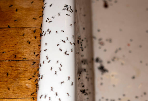 Best Residential Pest Control  in Cumberland Center, ME